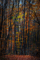 Obraz premium Autumn landscape. Beautiful colors of autumn and nature. Colorful nature background.