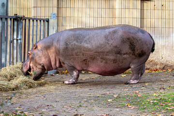 Nilpferd im Zoo, friedlich im Wasser schwimmend