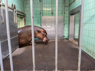 Nilpferd im Zoo, friedlich im Wasser schwimmend