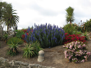 Piante grasse, piante fiorite