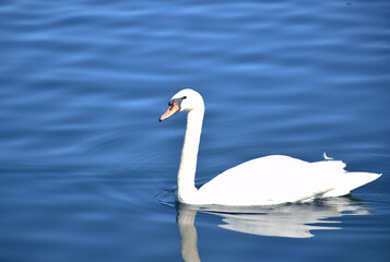 Obraz premium A Beautiful Swan swimming in a lake