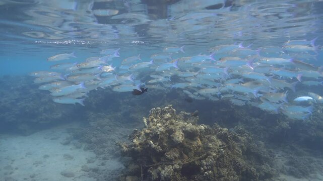 School of mullet fishes in the Red sea