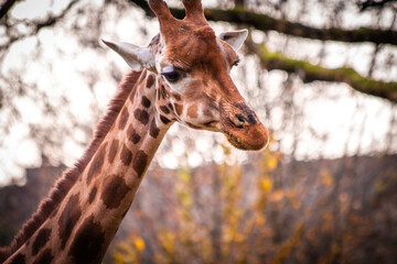 Majestätische afrikanische Giraffe