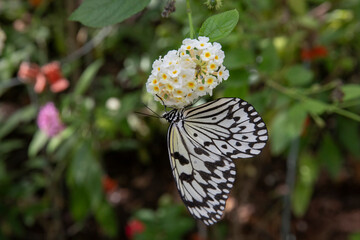 Tree nymphs butterfly