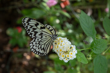 Tree nymphs butterfly