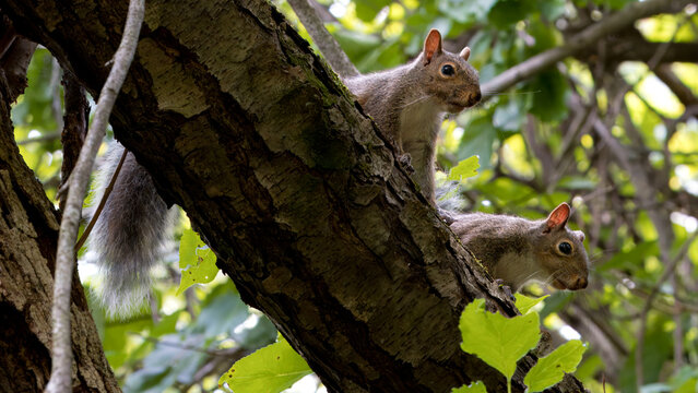 squrrel
