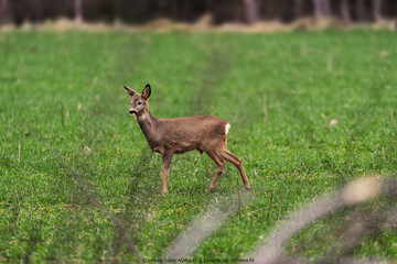 deer in gras © Maris