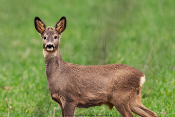 deer in gras © Maris