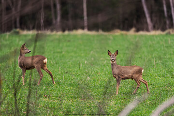 deer in gras © Maris
