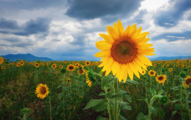 field of sunflowers