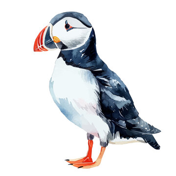recommend clip art: A watercolor vector of a Puffin, isolated on a white background. Puffin vector.