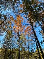 Obraz premium trees in the autumn