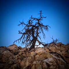 Desert Tree among Rocks and Blue Sky