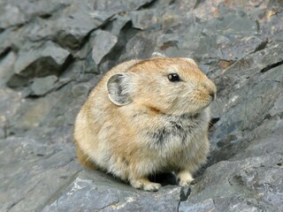 Mongolian Pika in the wild