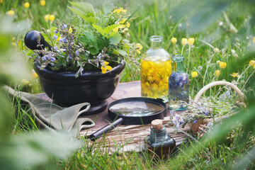 Mortar of medicinal herbs, old book, infusion bottles, basket and magnifying glass on a grass on summer meadow outdoors.