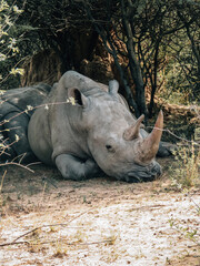 Obraz premium White rhinoceros resting under tree in African savanna. Wildlife photography capturing endangered species in natural habitat.