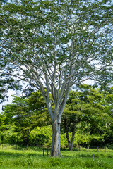Fototapeta premium Árbol