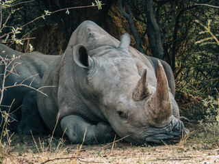 White rhinoceros resting under tree in African savanna. Wildlife photography capturing endangered species in natural habitat.