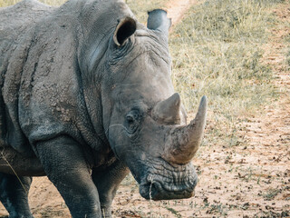 Obraz premium Close-up of a white rhinoceros in African savanna. Wildlife photography showcasing the unique features of a large mammal