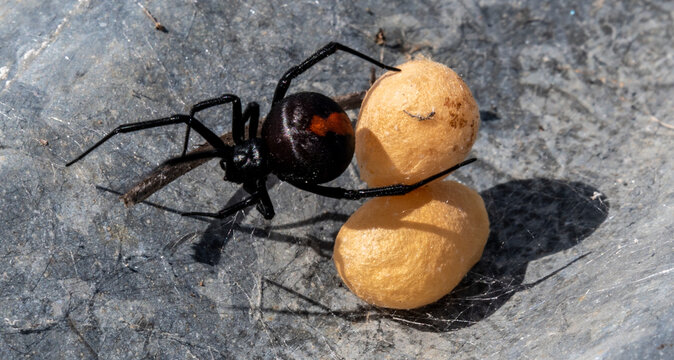 redback spider with eggs on tin, Australian black widow