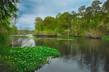Fototapeta premium Lettuce Lake Park offers a stunning view of the Hillsborough River, framed beautifully through the park's wooden deck
