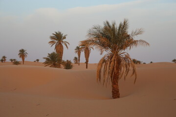 palm trees in the desert