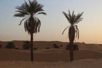 oasis in the desert