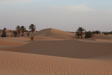 sand dunes in the desert