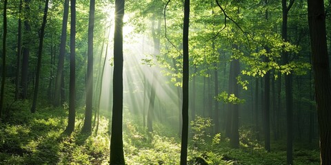 Fototapeta premium Breathtaking Serene Sunlight in a Lush Green Forest is a true natural wonder to behold