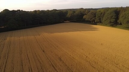 Fototapeta premium Aerial view of a golden field bordered by trees under a soft sunset light.
