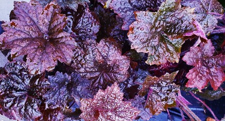 Gartenstaude Purpur Gl&ouml;ckchen als Vollbild und Nahaufnahme