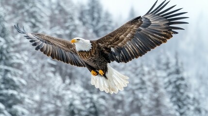 Obraz premium An isolated bald eagle gliding in flight.