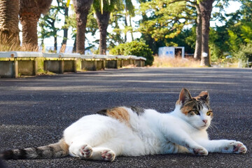 横になりリラックスする三毛猫