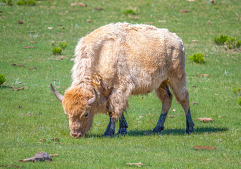 White Bison