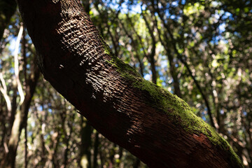 Fototapeta premium Moss growing on a curved tree branch in a forest