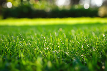 Ein einsamer Park mit einer Bank unter leuchtend gr&uuml;nen B&auml;umen

