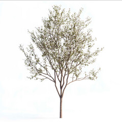 a photorealistic mature multistemmed Amelanchier canadensis sheet turnaround white background