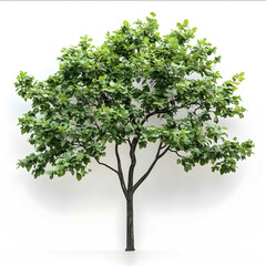 Obraz premium A green vibrant tree hyper realistic photography pure white background