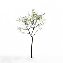 Obraz premium skinny tree on white background with green leaves