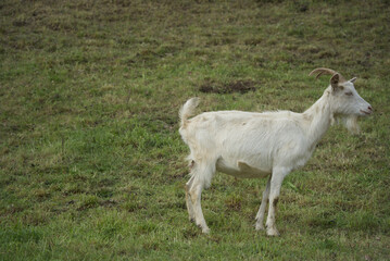 A white billy goat stands in full size in profile on a meadow