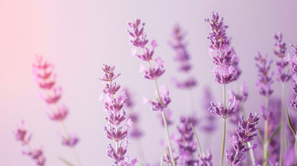 Obraz premium lavender flowers background