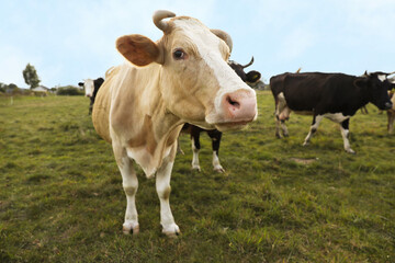 Beautiful cows grazing on green grass outdoors