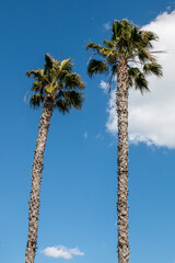 Washingtonia palm, a tree with a tropical appearance that can reach up to 100 feet tall.