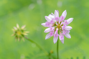 A flower with pink petals is in the foreground of a green background