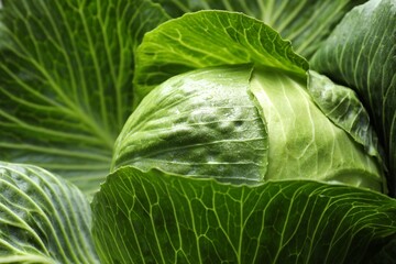 Fototapeta premium One ripe head of cabbage as background, closeup