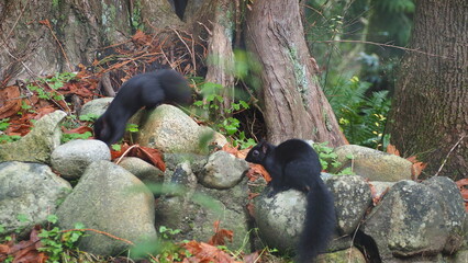 North American Black Squirrel