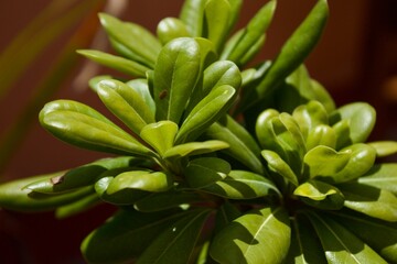 Fototapeta premium close up of a plant