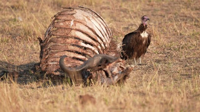 Hooded vulture (Necrosyrtes monachus) on a Cape Buffalo lion kill. It is an Old World vulture. It is a critically endangered species. Slow motion, 25 percent natural speed.