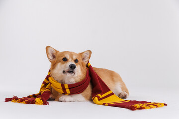 Adorable corgi in glasses and a warm scarf, radiating charm and playful vibes in every frame