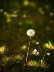 L&ouml;wenzahn im Garten
